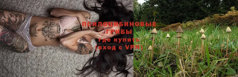 как найти   Куйбышев  Галлюциногенные грибы Psilocybe 